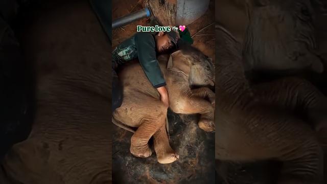 Baby elephant wakes his friend to sleep together 🐘❤️ A bond of pure love! 🐘 𝐓𝐚𝐠 𝐚𝐧 𝐄𝐥𝐞𝐩𝐡𝐚𝐧𝐭 𝐥𝐨𝐯𝐞𝐫