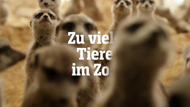 Zu viele Tiere im Zoo: Wie geht moderner Artenschutz? | SPIEGEL TV für Arte Re:
