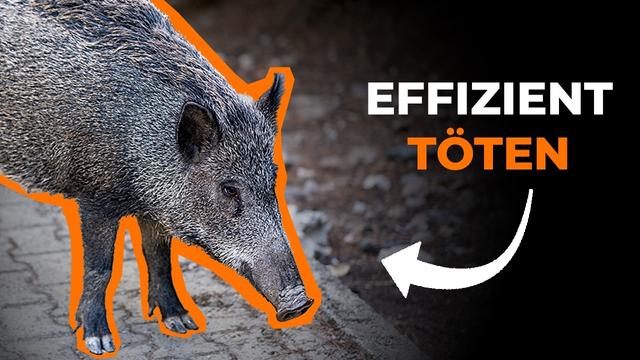 Wie eine deutsche Stadt die Wildschweinjagd „optimiert“