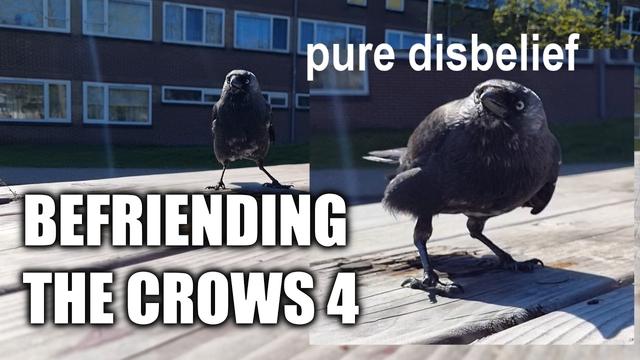 Befriending the Crows - Part 4: One Year Progress