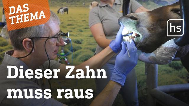 Wie arbeitet ein Pferde-Zahnarzt?