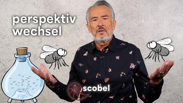 Philosophie als Therapie: Der Ausweg aus dem Fliegenglas