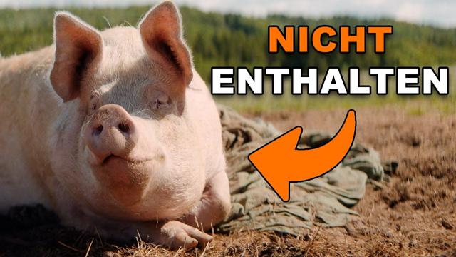Ich habe mein eigenes Hundefutter gemacht - ohne Fleisch