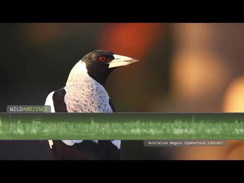 Australian Magpie Song & Call  - The sounds of Australian magpies singing in the Aussie bush