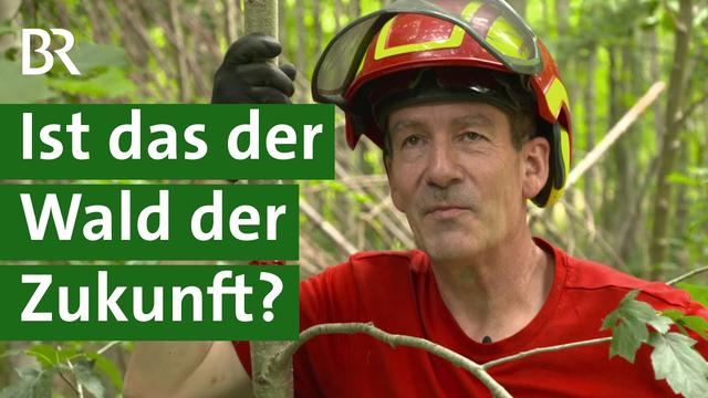 Artenreicher und klimastabiler Wald: Wird Gymnasiallehrer Waldbesitzer des Jahres? | Unser Land | BR