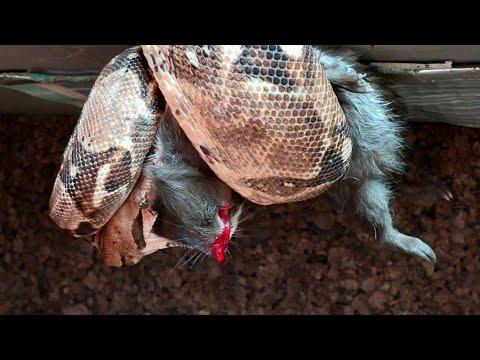 Die harte Realität hinter Fleisch und Futtertieren‼️💔