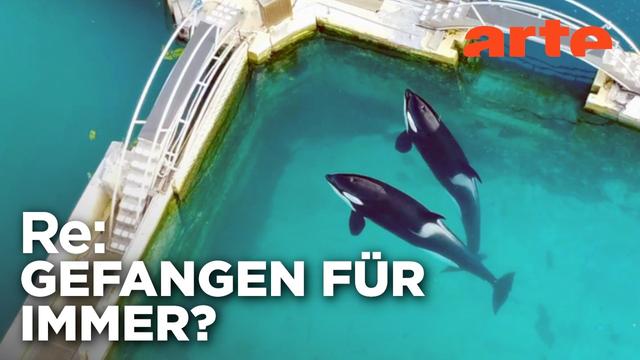 Orca-Shows am Ende? | ARTE Re: