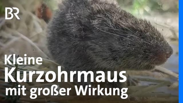 Sensationsfund in den Alpen: Die bayerische Kurzohrmaus kehrt zurück | Gute Nachrichten | BR