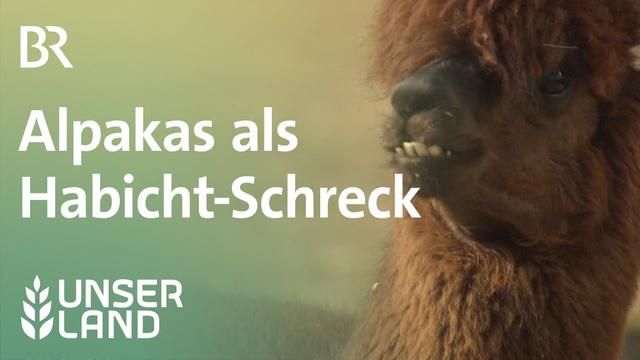 Alpakas beschützen Hühner vor Greifvögeln | Unser Land | BR Fernsehen