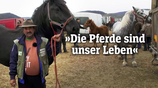 Rumäniens umstrittene Pferdemärkte | SPIEGEL TV für Arte Re: