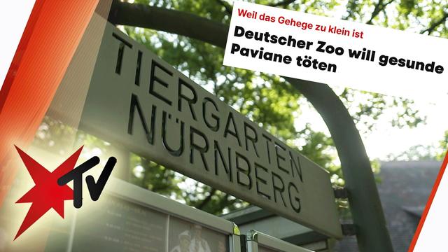Tötung von Pavianen im Zoo Nürnberg - Skandal oder Notlösung? | stern TV