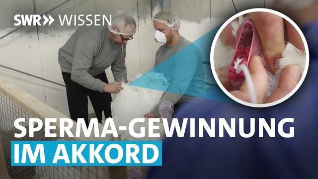 Bis zum Putenschnitzel: Wie sieht es in abgeschirmten Putenställen aus? | SWR Wissen