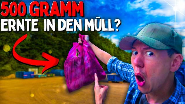 Das schockierende Ende meiner Ernte! 😱 Warum spricht niemand über DIESEN Schritt!? Ernte und Blüten!