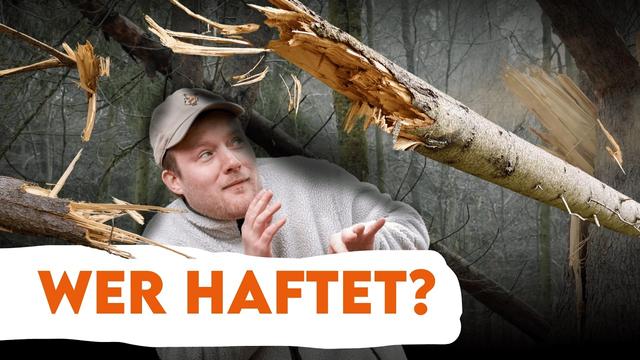 Wer ist Schuld, wenn Dich im Wald ein Baum erschlägt? - Forst erklärt