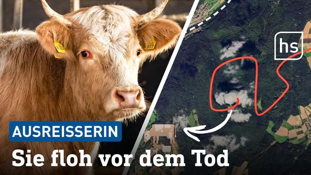 Kuh entkommt Schlachter – was passiert jetzt mit ihr? | hessenschau