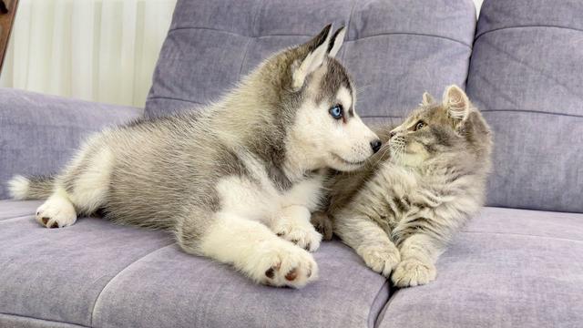 Husky Puppy Reacts To Meeting Kitten For The First Time! [CUTEST VIDEO EVER]