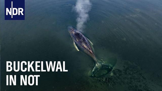 Gestrandet: Ein Wal in der Ostsee | Die Nordreportage | NDR Doku