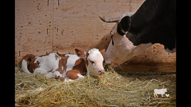 Vor 2 Jahren gerettet: Zora und ihre Familie 🐮🐮🐮