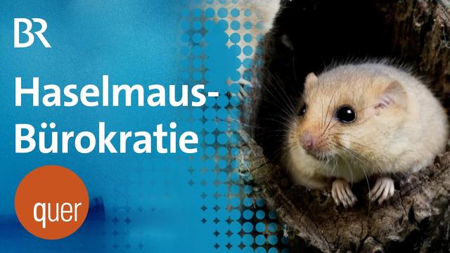 Täglich grüßt die Haselmaus - ein Bürokratie-Trauerspiel  | quer vom BR