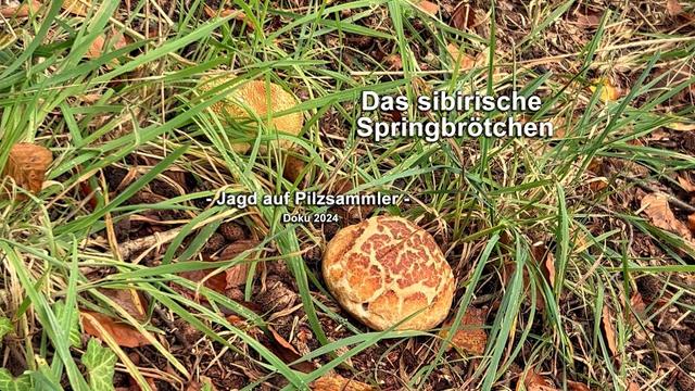 Das sibirische Springbrötchen - Jagd auf Pilzsammler #springbrötchen #sibirien #tierfilm #natur