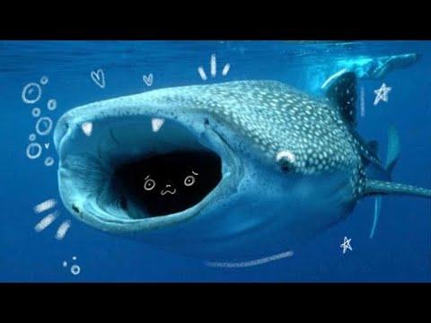 Sharks being cute & silly compilation