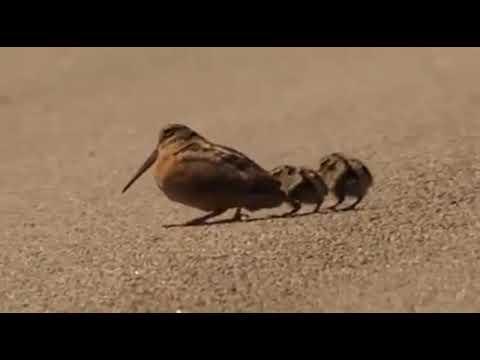 American woodcocks demonstrating some moves