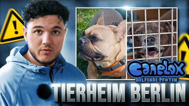 Wir besuchen das größte Tierheim Europas ! 😳 | Canelox Helfende Pfoten #2