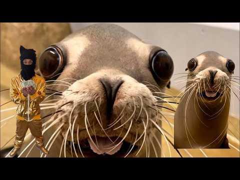 Sea Lion 2 "Yuno Miles" (Official Video)