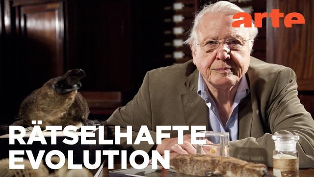 Die Kröte und das Schnabeltier | Kurioses aus der Tierwelt Reupload | ARTE Fernweh