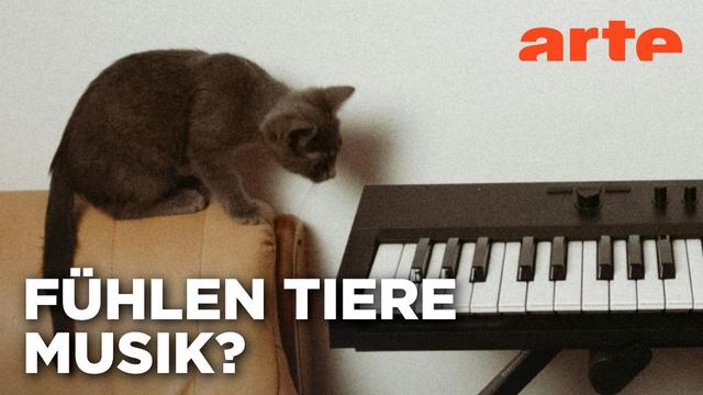 Rhythmus im Blut - Sind Tiere musikalisch? | Doku HD | ARTE