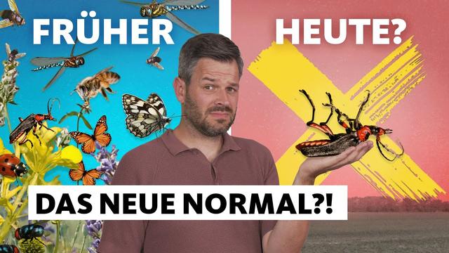 Insektensterben: Wie schlimm ist es mittlerweile?