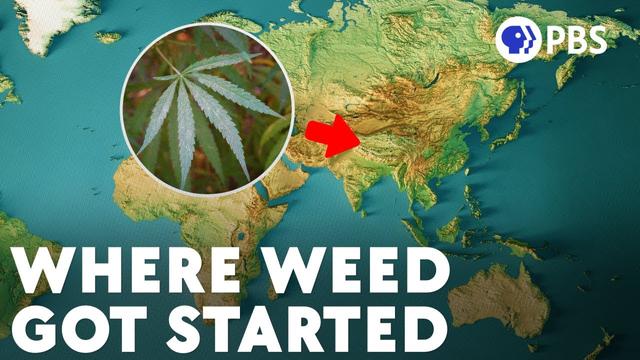 The Hazy Evolution of Cannabis