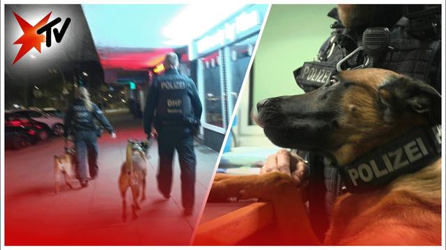 Die Hundestaffel der Bundespolizei Hamburg im Einsatz | stern TV