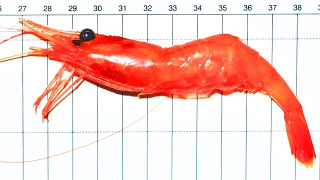 How to Save 440,000,000,000 Shrimp By K*lling Yourself.