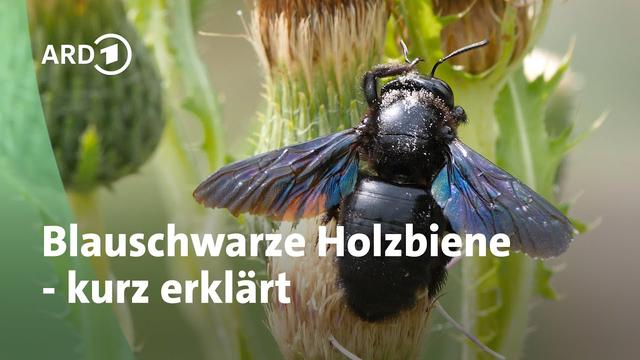 Riesen-Wildbiene: So lebt die Blauschwarze Holzbiene | MDR Garten