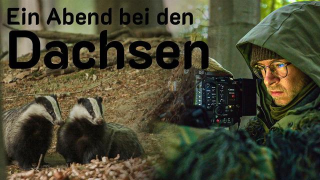 Ein Abend bei den Dachsen | Natur vor der Haustür - Folge 007