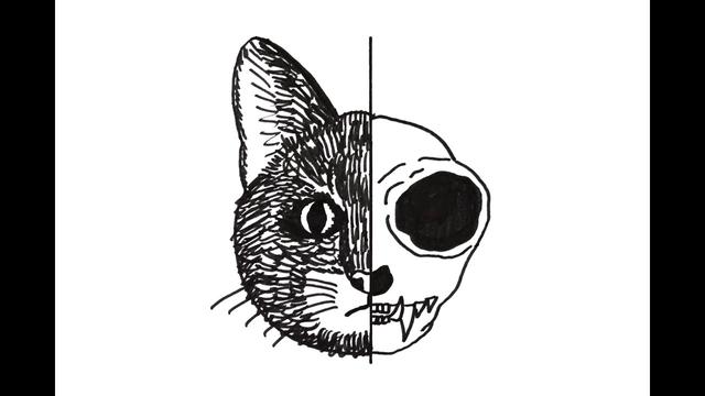 Schrödingers Katze