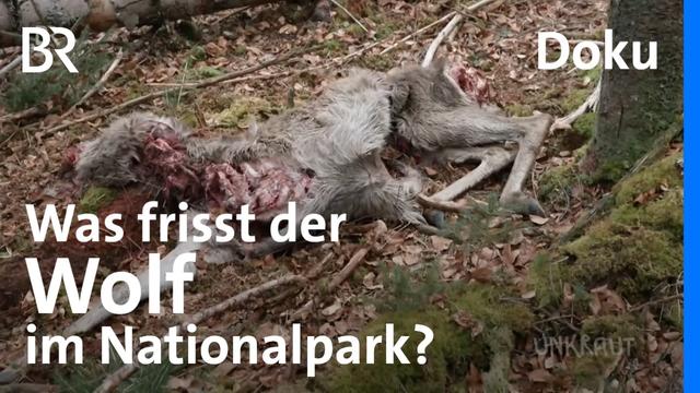Jagt der Wolf die richtigen Tiere für den Waldschutz? | Bayerischen Wald | Doku | Unkraut | BR