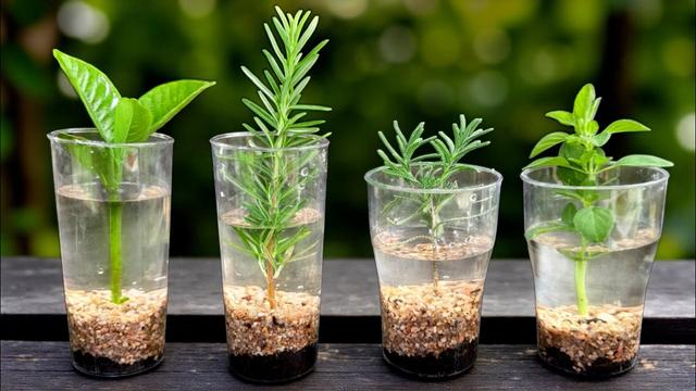 🌿 Secreto que ¡ACELERA! el Enraizamiento en Agua - Técnica Biológica ✔️