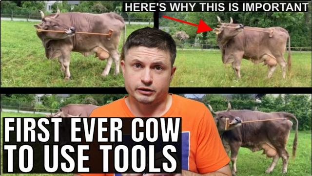 World’s First Tool-Using Cow Shocked Cognitive Scientists