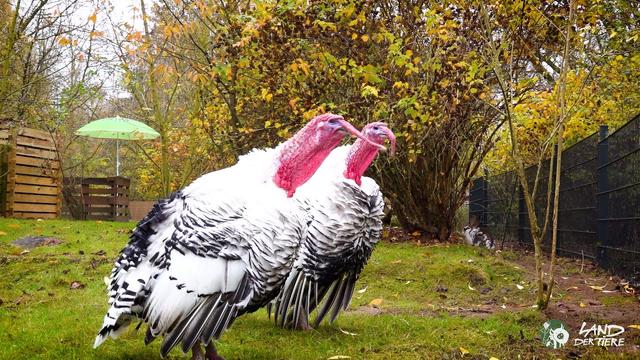 Fröhliches Jodelkonzert zum ersten Rettungstag 🦃