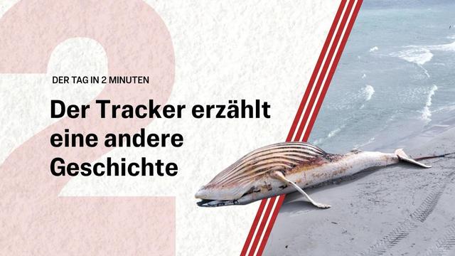 Neue Erkenntnisse zu Buckelwal Timmy | Der Tag in 2 Minuten