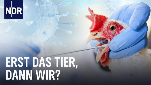 Von Vogelgrippe bis Schweinepest: Gefahr aus dem Stall? | Doku | NDR Story