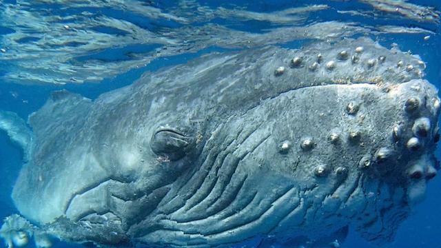 Schreddert die Wale!