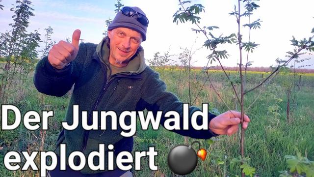 Der 🌳 Jungwald explodiert jetzt im April 💣 #forstwirtschaft #bäume #wald