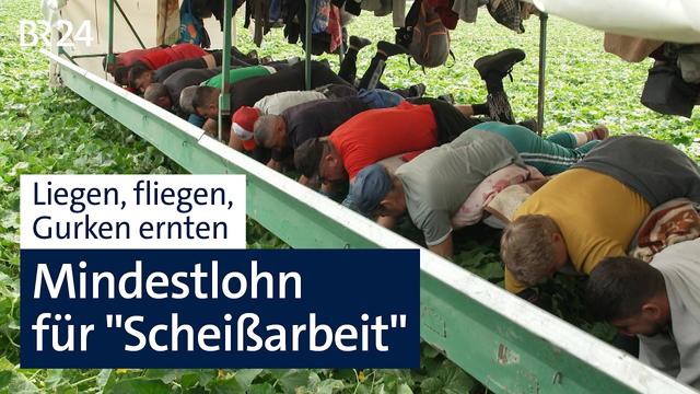 Mindestlohn für "Scheißarbeit" - so hart ist die Gurkenernte | BR24 vor Ort