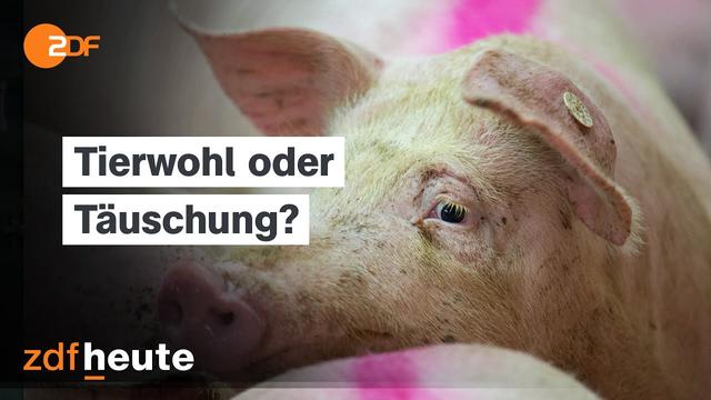 Wie viel Tierwohl steckt im Fleisch? Missstände in Schweineställen aufgedeckt | frontal