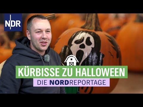 Kürbisernte im Norden: Unheimlich vielfältig  | Die Nordreportage | NDR