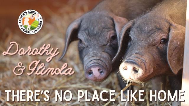 Dorothy & Glinda’s Rescue Story | There’s No Place Like Home