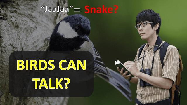 After 20 Years, This Scientist Proved Birds Can Talk and Use Grammar